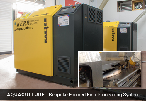 Farmed Fish Processing Vacuum System Improves Productivity