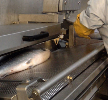 A culled farmed Salmon entering a fish processing system
