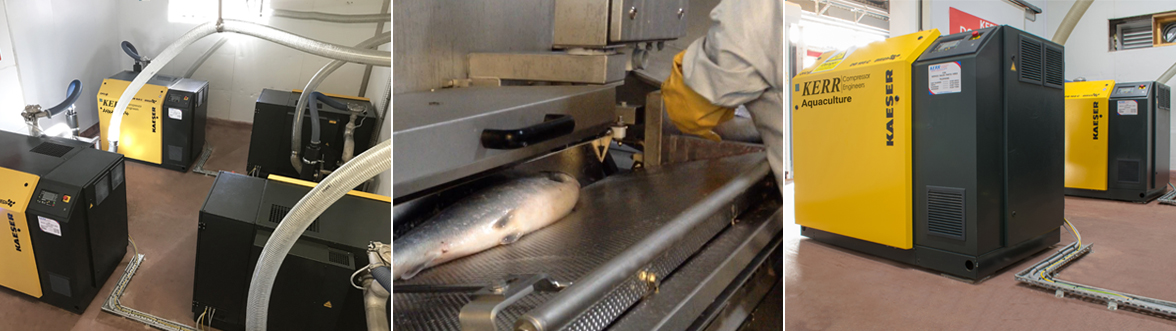 Aquaculture - Kerr Farmed Fish Processing Installation
